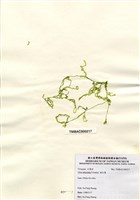 藏品(網石蓴)的圖片